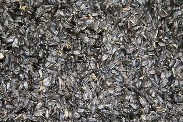Black Oil Sunflower Seed. Sunflower is the most popular bird food because it provides good protein and attracts the widest variety of birds for one seed. Note this is USA  /  North American bird feed