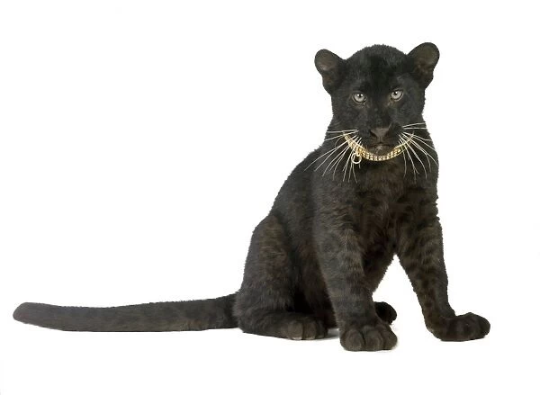 Black Panther - cub - 16 weeks