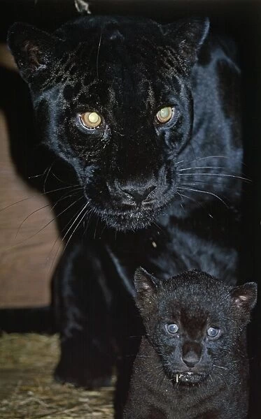 Black Panther  /  Jaguar - with cub in capivity - Distribution: Central America to Northern South America