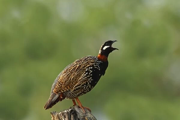 Black Partridge  /  Francolin calling, Corbett National Park, India
