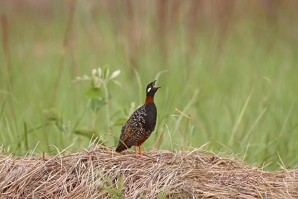 Black Partridge  /  Francolin - calling Corbett National Park, India