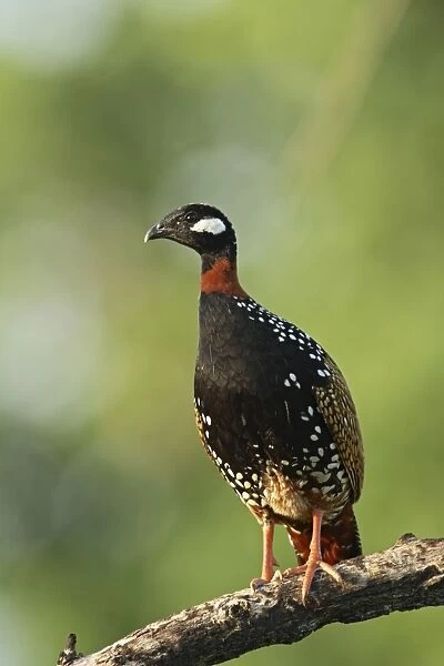 Black Partridge  /  Francolin Corbett National Park, Uttaranchal, India
