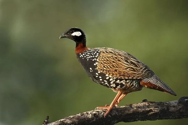 Black Partridge  /  Francolin - on the perch. Corbett National Park - Uttaranchal - India