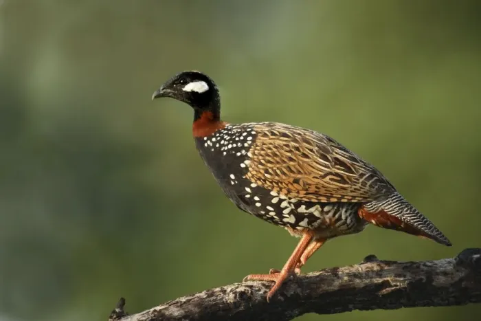 Framed Print : Black Partridge / Francolin - on the perch. Corbett National Park - Uttaranchal - India Framed Print : Black Partridge / Francolin - on the perch. Corbett National Park - Uttaranchal - India