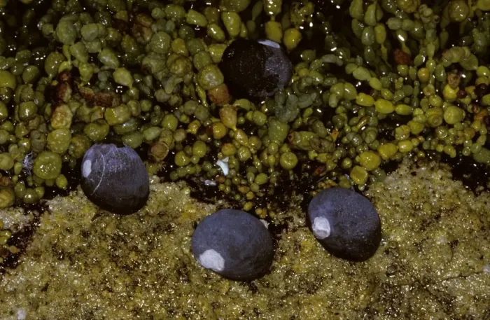 Framed Print : Black Periwinkle - In rock pool. Often forms clusters around rock pools, South coast New South Wales, Australia JPF02967 Framed Print : Black Periwinkle - In rock pool. Often forms clusters around rock pools, South coast New South Wales, Australia JPF02967