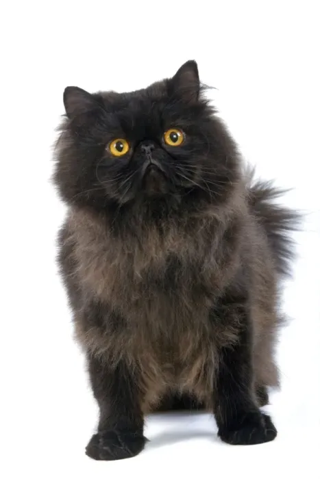Framed Print : Black Persian Cat Framed Print : Black Persian Cat
