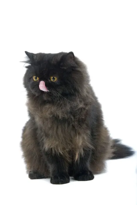 Framed Print : Black Persian Cat Framed Print : Black Persian Cat