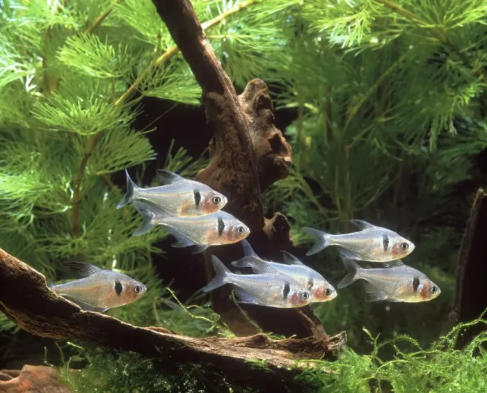 Framed Print : Black Phantom Tetra - group in tank Framed Print : Black Phantom Tetra - group in tank