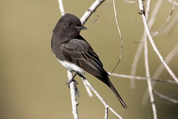Black Phoebe - perched on branch - Family: Tyrannidae (Tyrant flycatchers) Range: Western USA, south through Mexico, Central America, Venezuela through Bolivia and Northern Argentina (this photograph: southern California)