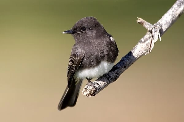Black Phoebe - perched on branch Family: Tyrannidae (Tyrant flycatchers) Range: Western USA, south through Mexico, Central America, Venezuela through Bolivia and Northern Argentina (this photograph: southern California)