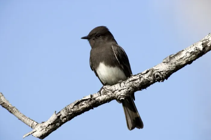 Framed Print : Black Phoebe - perched on branch Family: Tyrannidae (Tyrant flycatchers) Range: Western USA, south through Mexico, Central America, Venezuela through Bolivia and Northern Argentina (this photograph: southern California) Framed Print : Black Phoebe - perched on branch Family: Tyrannidae (Tyrant flycatchers) Range: Western USA, south through Mexico, Central America, Venezuela through Bolivia and Northern Argentina (this photograph: southern California)