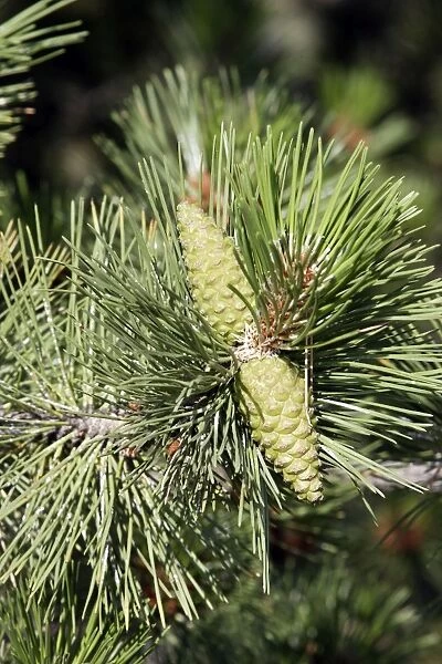 Black Pine  /  Austrian Pine - close-up. France var. austriaca