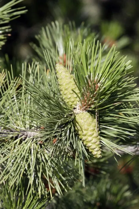 Framed Print : Black Pine / Austrian Pine - close-up. France var. austriaca Framed Print : Black Pine / Austrian Pine - close-up. France var. austriaca