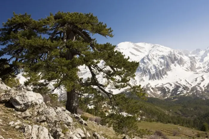 Framed Print : Black Pine / Crimean Pine - on Vali Cesmesi Gecidi Pass, at about 1800 metres; Taurus Mountains, south Turkey Framed Print : Black Pine / Crimean Pine - on Vali Cesmesi Gecidi Pass, at about 1800 metres; Taurus Mountains, south Turkey