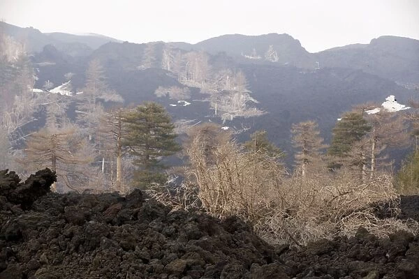 Black Pine (Pinus nigra ssp. laricio) woods devastated by recent lava flows on the slopes of Mount Etna, Sicily; April 2006