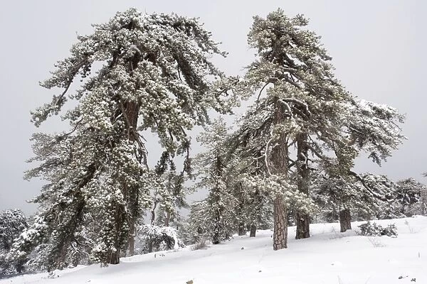 Black Pine (Pinus nigra ssp. pallasiana) forest in the high Troodos Mountains, south Cyprus, in late winter snow