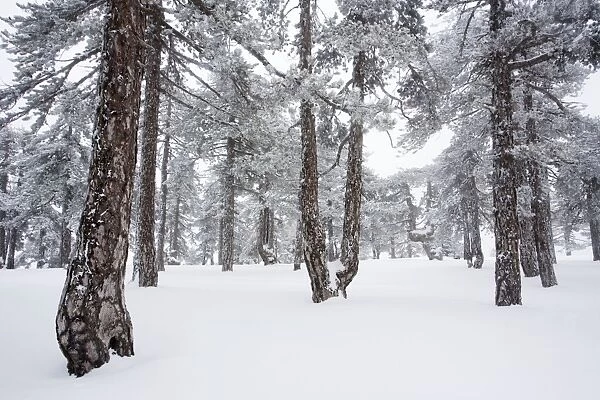 Black Pine (Pinus nigra ssp. pallasiana) forest in the high Troodos Mountains, south Cyprus, in late winter snow