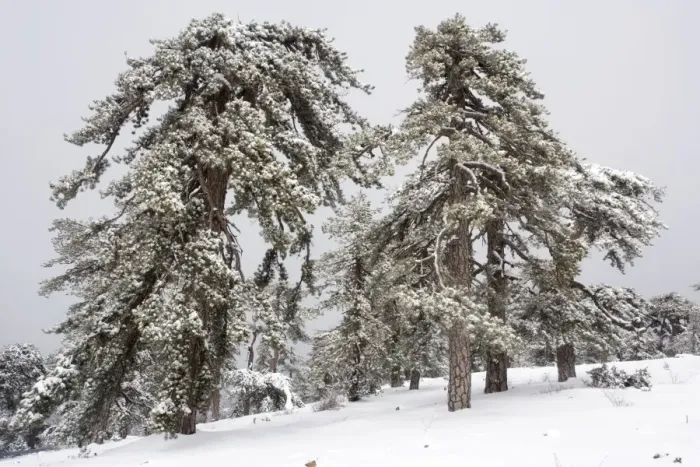 Framed Print : Black Pine (Pinus nigra ssp. pallasiana) forest in the high Troodos Mountains, south Cyprus, in late winter snow Framed Print : Black Pine (Pinus nigra ssp. pallasiana) forest in the high Troodos Mountains, south Cyprus, in late winter snow