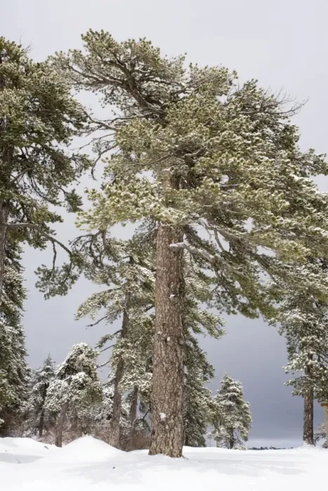 Framed Print : Black Pine (Pinus nigra ssp. pallasiana) forest in the high Troodos Mountains, south Cyprus, in late winter snow Framed Print : Black Pine (Pinus nigra ssp. pallasiana) forest in the high Troodos Mountains, south Cyprus, in late winter snow