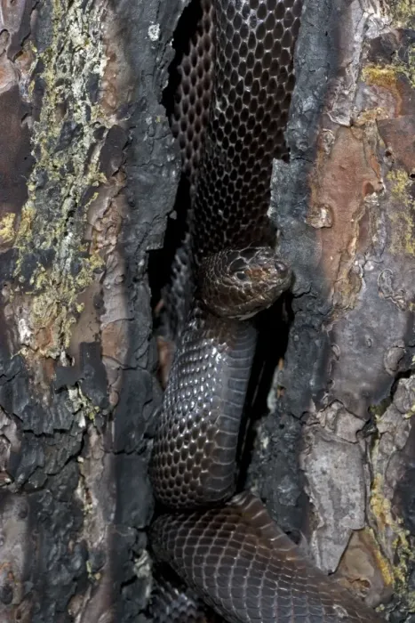 Framed Print : Black Pine Snake - Mississippi, USA - Found in sandy areas of longleaf pine belt from southwestern Alabama to extreme eastern Louisiana - Reduced in numbers due to habitat destruction - Over 90% of longleaf pine habitat has been destroyed due to Framed Print : Black Pine Snake - Mississippi, USA - Found in sandy areas of longleaf pine belt from southwestern Alabama to extreme eastern Louisiana - Reduced in numbers due to habitat destruction - Over 90% of longleaf pine habitat has been destroyed due to