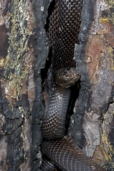 Black Pine Snake - Mississippi, USA - Found in sandy areas of longleaf pine belt from southwestern Alabama to extreme eastern Louisiana - Reduced in numbers due to habitat destruction - Over 90% of longleaf pine habitat has been destroyed due to