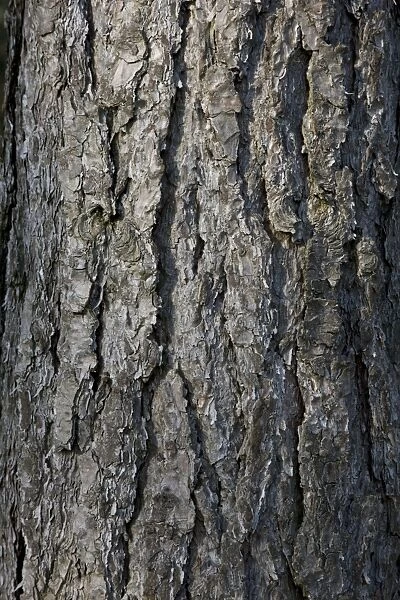 Black Pine Trees - bark - Belgium