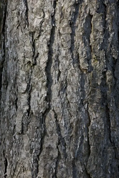 Framed Print : Black Pine Trees - bark - Belgium Framed Print : Black Pine Trees - bark - Belgium