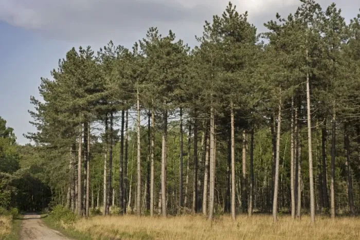 Framed Print : Black Pine Trees - Belgium Framed Print : Black Pine Trees - Belgium