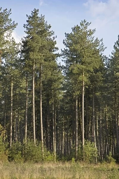 Black Pine Trees - Belgium
