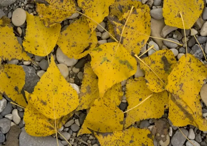 Framed Print : Black poplar: fallen leaves on riverside gravel Framed Print : Black poplar: fallen leaves on riverside gravel