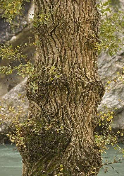 Black poplar trunk and bark. Riverside tree