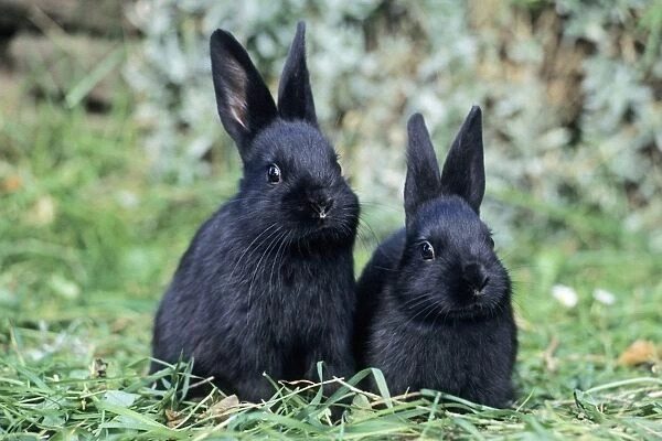 Black Rabbits - 2 domestic baby animals, Lower Saxony, Germany