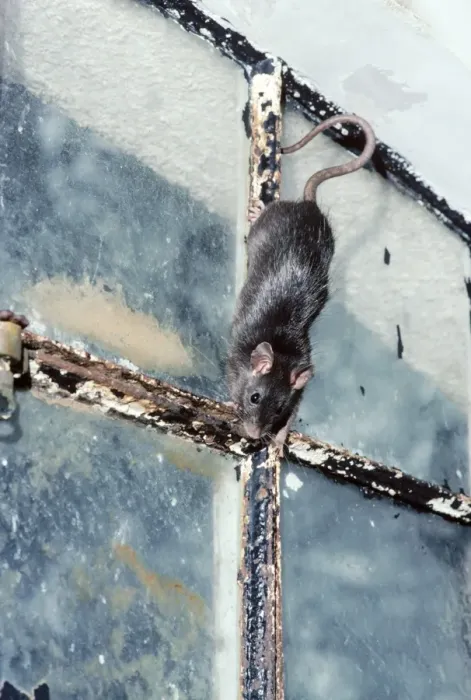 Framed Print : Black Rat. AEB-2313. Black / Ship RAT. Rattus rattus Framed Print : Black Rat. AEB-2313. Black / Ship RAT. Rattus rattus