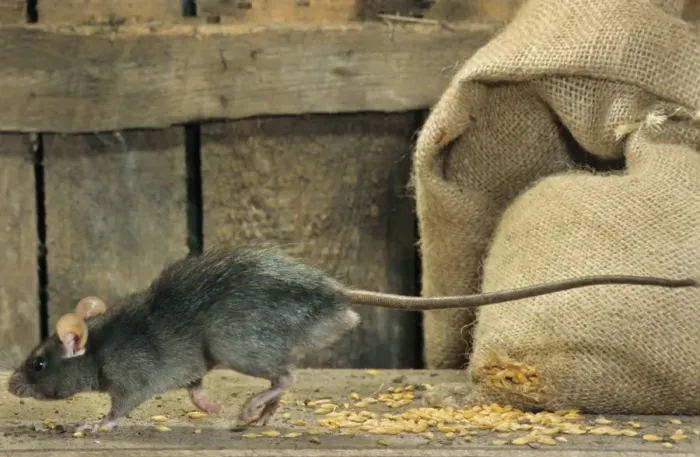 Framed Print : Black Rat in barn with bag of cereals Framed Print : Black Rat in barn with bag of cereals