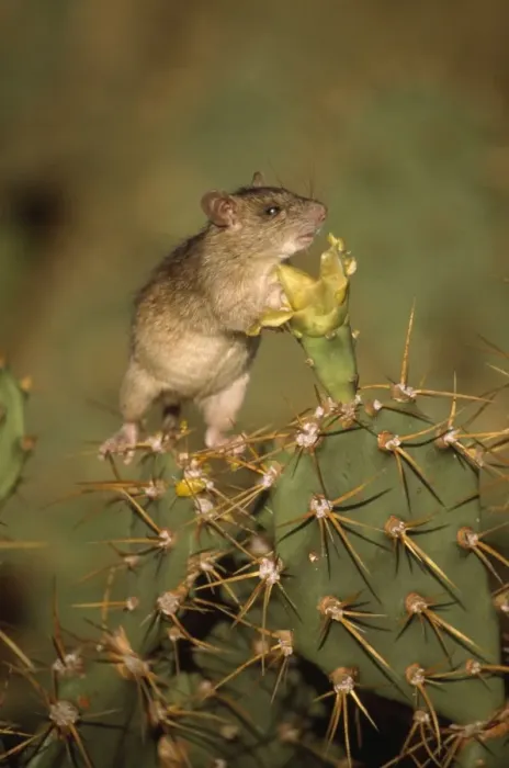Framed Print : Black Rat - on cactus - introduced species - Antigua Framed Print : Black Rat - on cactus - introduced species - Antigua