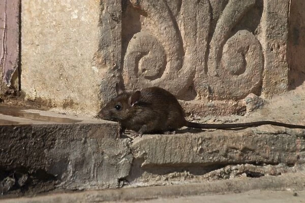 Black Rat Photographed at the back of Sudarshan Hotel, Jaisalmer, Rajasthan, northwest India