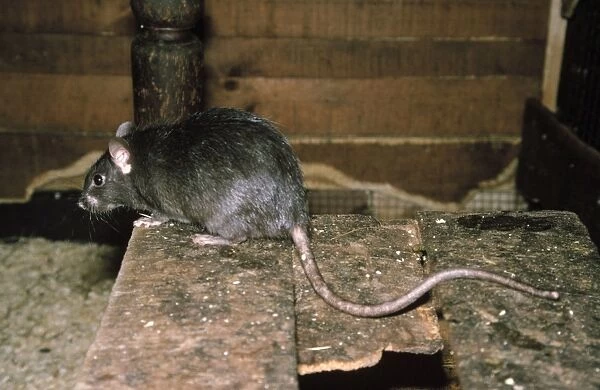 Black Rat - ship Rat