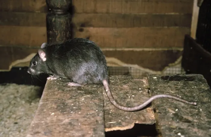 Framed Print : Black Rat - ship Rat Framed Print : Black Rat - ship Rat