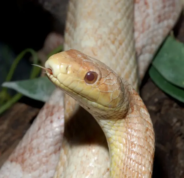 Framed Print : Black Rat Snake - albino - North America Framed Print : Black Rat Snake - albino - North America