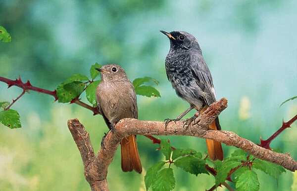 Black Redstarts - pair on branch