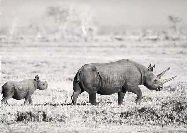 Black Rhino  /  Hook-lipped Rhinoceros - with calf - Amboseli National Park, Kenya