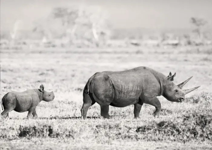 Framed Print : Black Rhino / Hook-lipped Rhinoceros - with calf - Amboseli National Park, Kenya Framed Print : Black Rhino / Hook-lipped Rhinoceros - with calf - Amboseli National Park, Kenya