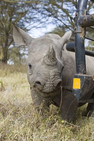 Black Rhino - Lewa Conservancy, Kenya