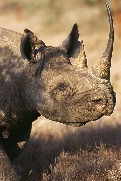 Black Rhino WAT 2696 Kenya, Africa. Diceros bicornis © M. Watson  /  ARDEA LONDON