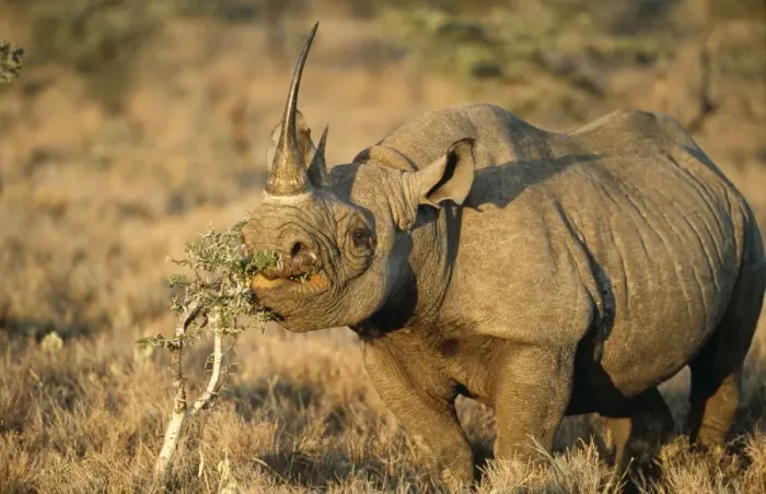 Framed Print : Black Rhinoceros
