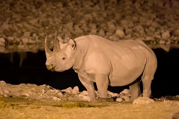 Black Rhinoceros (Diceros bicornis) at waterhole at night, Etosha, Namibia