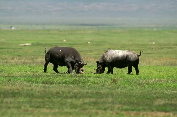 Black Rhinoceros - female aggresive to male prior to mating - Ngorongoro Conservation Area - Tanzania JFL11801