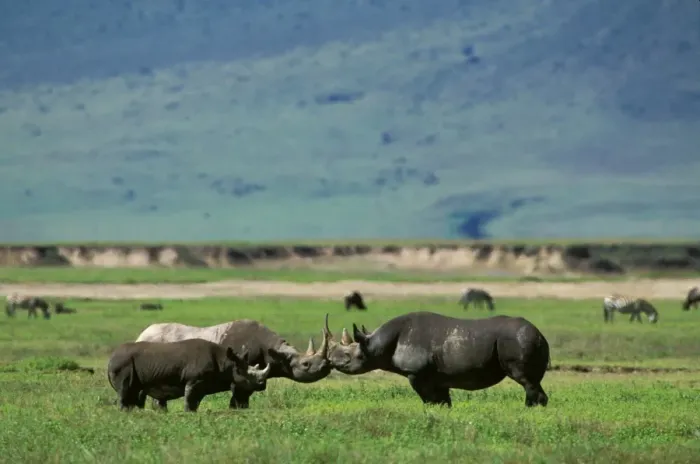Framed Print : Black Rhinoceros - female in oestrus, her 19-month-old calf, & male - play-fight before mating, Ngorongoro Conservation Area, Tanzania JFL11816 Framed Print : Black Rhinoceros - female in oestrus, her 19-month-old calf, & male - play-fight before mating, Ngorongoro Conservation Area, Tanzania JFL11816