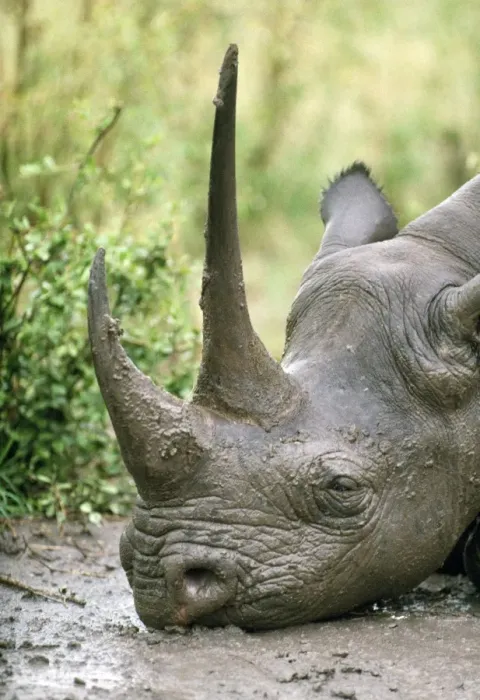 Framed Print : Black Rhinoceros - Kenya Framed Print : Black Rhinoceros - Kenya