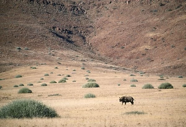 Black Rhinoceros Kenya, Africa